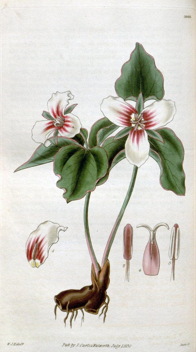 Curtis's botanical magazine. London ;New York [etc.] :Academic Press [etc.]. | Botany Periodicals "Pictorial works"  | Vintage Print Reproduction 456986