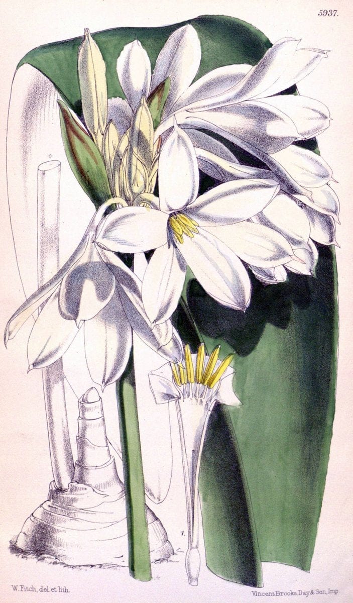 Curtis's botanical magazine. London ;New York [etc.] :Academic Press [etc.]. | Botany Periodicals "Pictorial works"  | Vintage Print Reproduction 456987