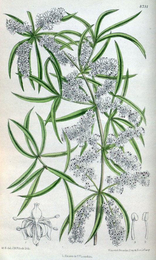 Curtis's botanical magazine. London ; New York [etc.] :Academic Press [etc.]. | "Botanical illustration" Botany Periodicals "Pictorial works" "Plants, Ornamental"  | Vintage Print Reproduction 456988