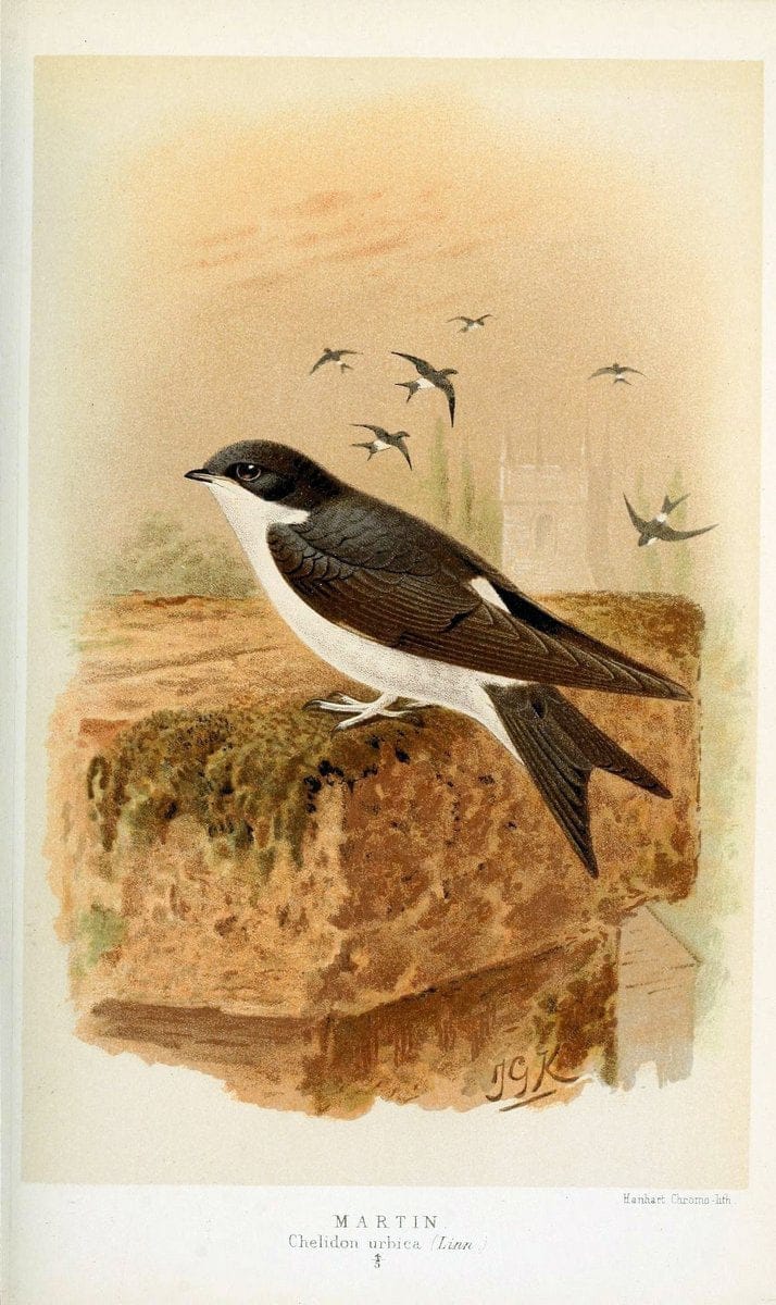 Coloured figures of the birds of the British Islands / issued by Lord Lilford. London :R | 59.82(42) Birds "Great Britain" "Pictorial works"  | Vintage Print Reproduction 456989