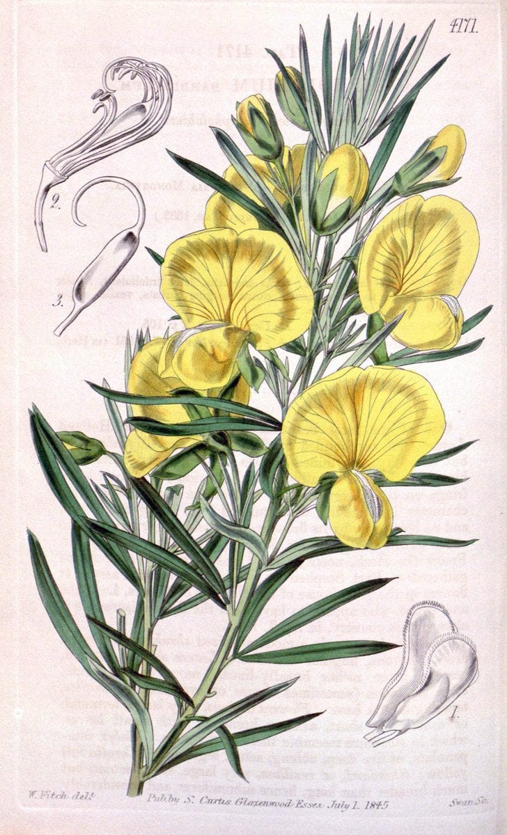 Curtis's botanical magazine. London ; New York [etc.] :Academic Press [etc.]. | "Botanical illustration" Botany Periodicals "Pictorial works" "Plants, Ornamental"  | Vintage Print Reproduction 456990