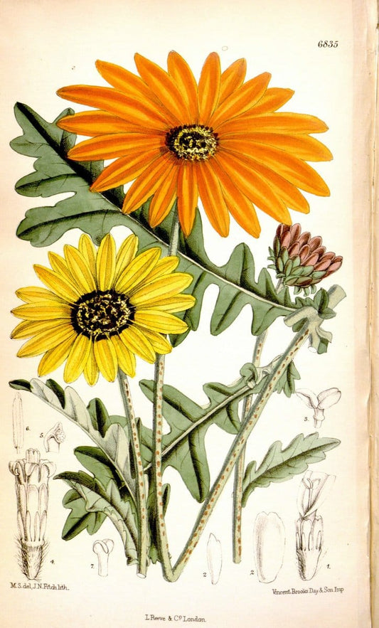Curtis's botanical magazine. London ; New York [etc.] :Academic Press [etc.]. | "Botanical illustration" Botany Periodicals "Pictorial works" "Plants, Ornamental"  | Vintage Print Reproduction 456991