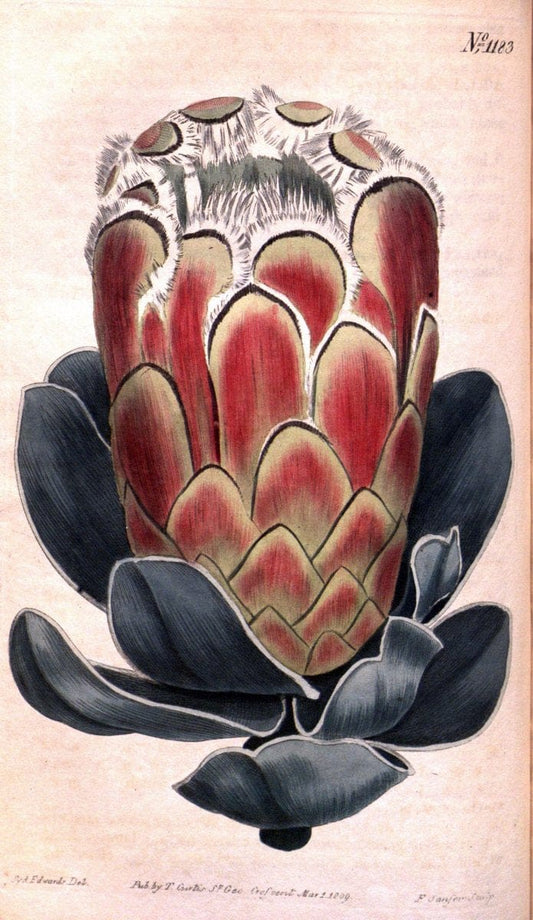 Curtis's botanical magazine. London ; New York [etc.] :Academic Press [etc.]. | "Botanical illustration" Botany Periodicals "Pictorial works" "Plants, Ornamental"  | Vintage Print Reproduction 456992