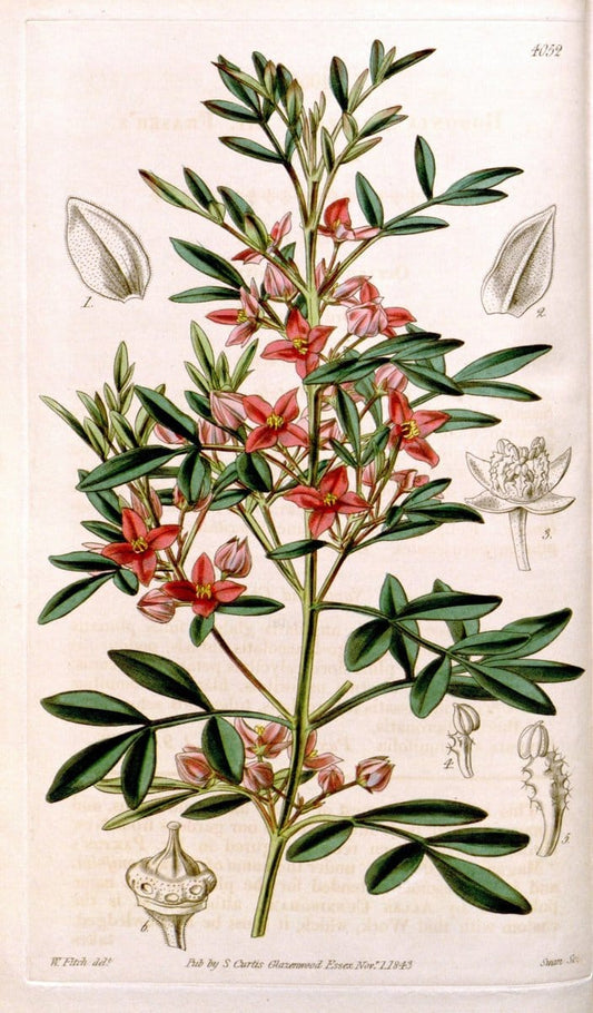 Curtis's botanical magazine. London ; New York [etc.] :Academic Press [etc.]. | "Botanical illustration" Botany Periodicals "Pictorial works" "Plants, Ornamental"  | Vintage Print Reproduction 456993