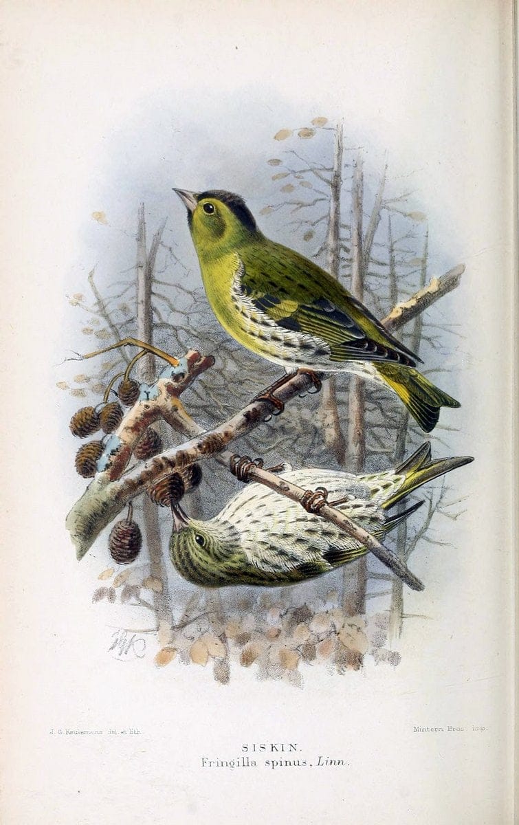 Coloured figures of the birds of the British Islands / issued by Lord Lilford. London :R | 59.82(42) Birds "Great Britain" "Pictorial works"  | Vintage Print Reproduction 456994