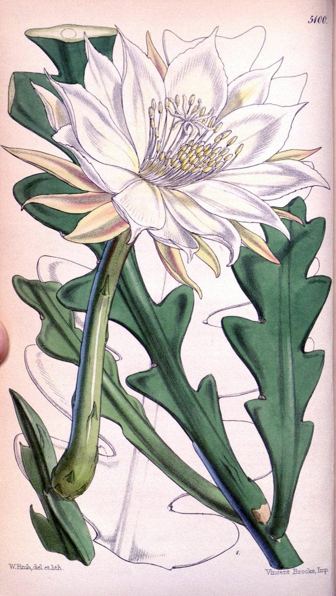 Curtis's botanical magazine. London ; New York [etc.] :Academic Press [etc.]. | "Botanical illustration" Botany Periodicals "Pictorial works" "Plants, Ornamental"  | Vintage Print Reproduction 456995