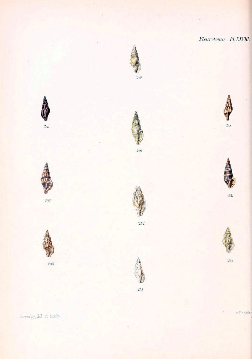 Conchologia iconica, or, Illustrations of the shells of molluscous animals. v.1London :Reeve, Brothers,1843-1878. | Mollusks "Pictorial works" Shells  | Vintage Print Reproduction 456996