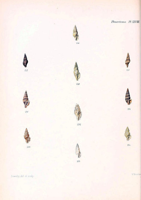 Conchologia iconica, or, Illustrations of the shells of molluscous animals. v.1London :Reeve, Brothers,1843-1878. | Mollusks "Pictorial works" Shells  | Vintage Print Reproduction 456996