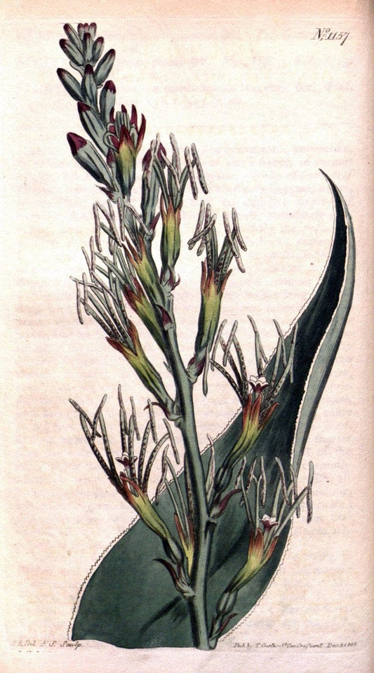 Curtis's botanical magazine. London ; New York [etc.] :Academic Press [etc.]. | "Botanical illustration" Botany Periodicals "Pictorial works" "Plants, Ornamental"  | Vintage Print Reproduction 456997