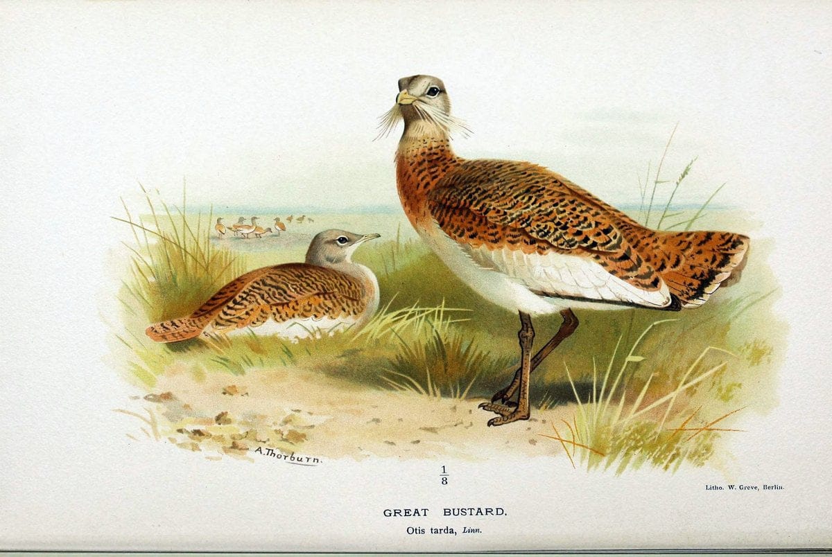 Coloured figures of the birds of the British Islands / issued by Lord Lilford. London :R | Birds "Great Britain" "Pictorial works"  | Vintage Print Reproduction 456998