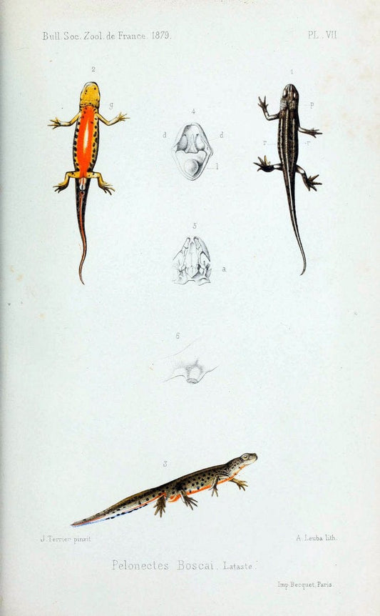 Bulletin de la SociÃ©tÃ© zoologique de France. t.4.Paris:SociÃ©tÃ© zoologique de France. |  | Vintage Print Reproduction 456999