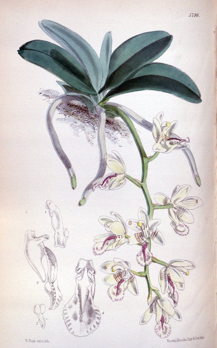 Curtis's botanical magazine. London ; New York [etc.] :Academic Press [etc.]. | "Botanical illustration" Botany Periodicals "Pictorial works" "Plants, Ornamental"  | Vintage Print Reproduction 457002