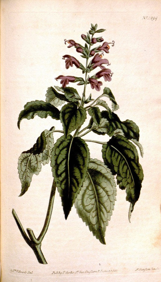 Curtis's botanical magazine. London ; New York [etc.] :Academic Press [etc.]. | "Botanical illustration" Botany Periodicals "Pictorial works" "Plants, Ornamental"  | Vintage Print Reproduction 457003