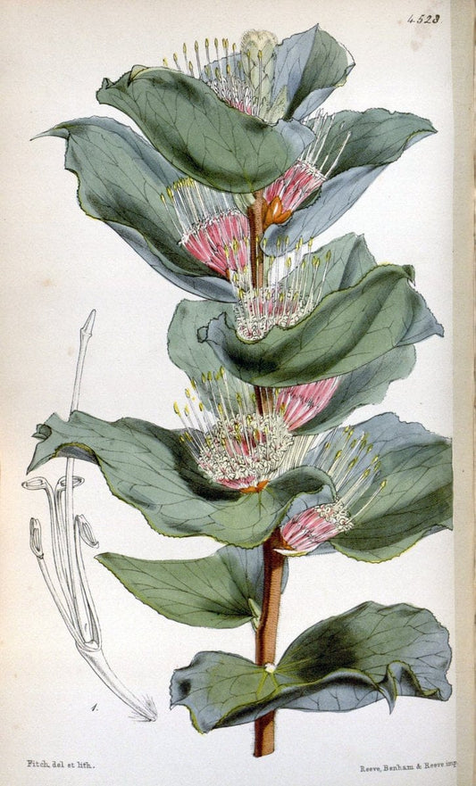 Curtis's botanical magazine. London ; New York [etc.] :Academic Press [etc.]. | "Botanical illustration" Botany Periodicals "Pictorial works" "Plants, Ornamental"  | Vintage Print Reproduction 457004