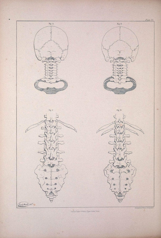 Comparative osteology:.London,Taylor and Walton,1847.  | Bones | Vintage Print Reproduction 457005
