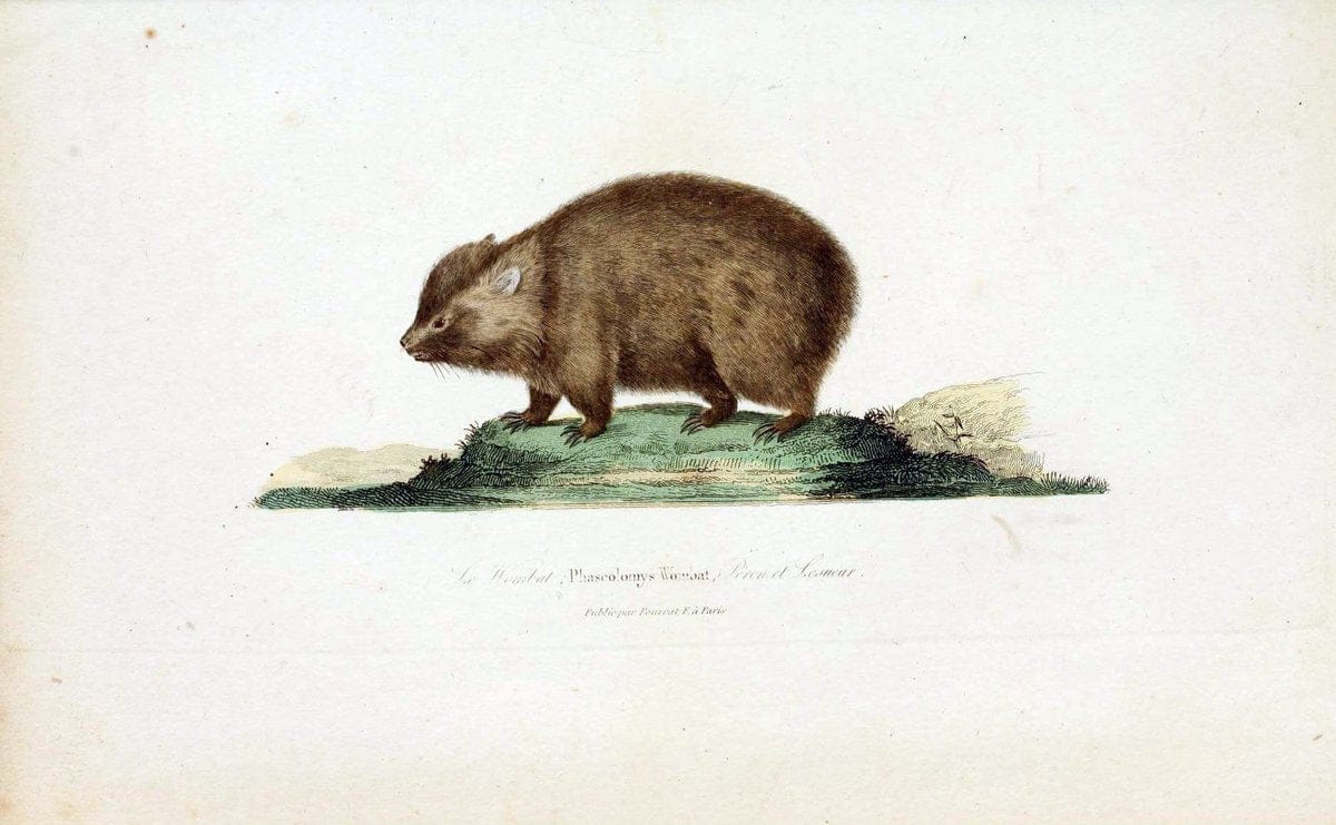 ComplÃ©ments de Buffon. t.1.Paris :P. Pourrat FrÃ¨res,1838. | Anthropology Birds Mammals SIL | Vintage Print Reproduction 457006
