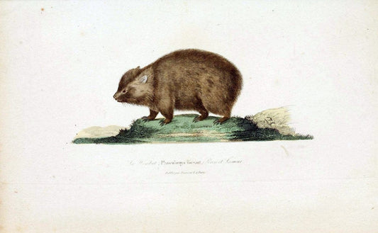 ComplÃ©ments de Buffon. t.1.Paris :P. Pourrat FrÃ¨res,1838. | Anthropology Birds Mammals SIL | Vintage Print Reproduction 457006