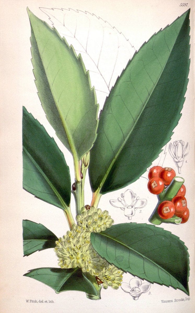 Curtis's botanical magazine. London ; New York [etc.] :Academic Press [etc.]. | "Botanical illustration" Botany Periodicals "Pictorial works" "Plants, Ornamental"  | Vintage Print Reproduction 457008