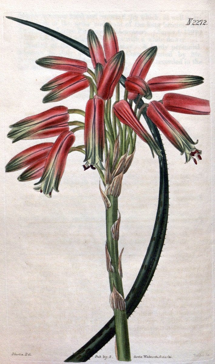 Curtis's botanical magazine. London ; New York [etc.] :Academic Press [etc.]. | "Botanical illustration" Botany Periodicals "Pictorial works" "Plants, Ornamental"  | Vintage Print Reproduction 457010