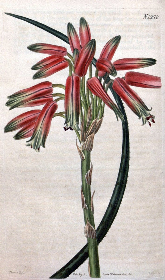 Curtis's botanical magazine. London ; New York [etc.] :Academic Press [etc.]. | "Botanical illustration" Botany Periodicals "Pictorial works" "Plants, Ornamental"  | Vintage Print Reproduction 457010