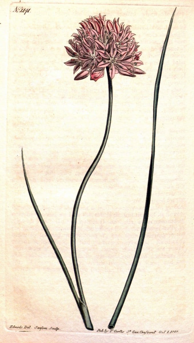 Curtis's botanical magazine. London ; New York [etc.] :Academic Press [etc.]. | "Botanical illustration" Botany Periodicals "Pictorial works" "Plants, Ornamental"  | Vintage Print Reproduction 457011