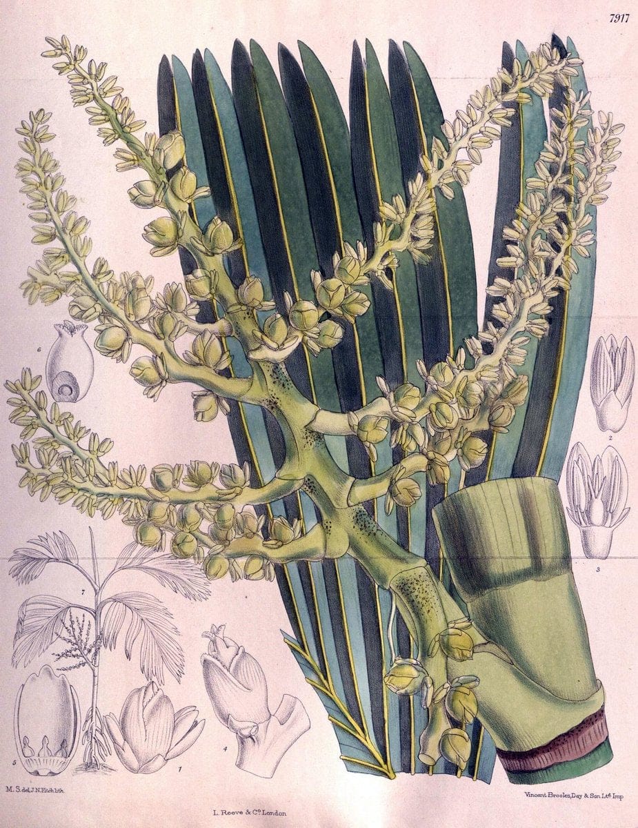 Curtis's botanical magazine. London ; New York [etc.] :Academic Press [etc.]. | "Botanical illustration" Botany Periodicals "Pictorial works" "Plants, Ornamental"  | Vintage Print Reproduction 457012