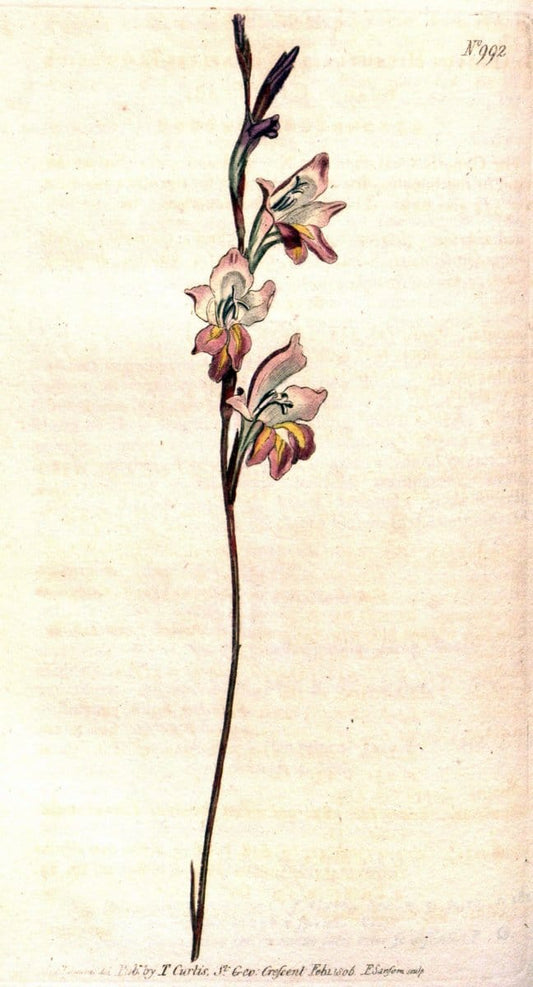 Curtis's botanical magazine. London ;New York [etc.] :Academic Press [etc.]. | Botany Periodicals "Pictorial works"  | Vintage Print Reproduction 457013
