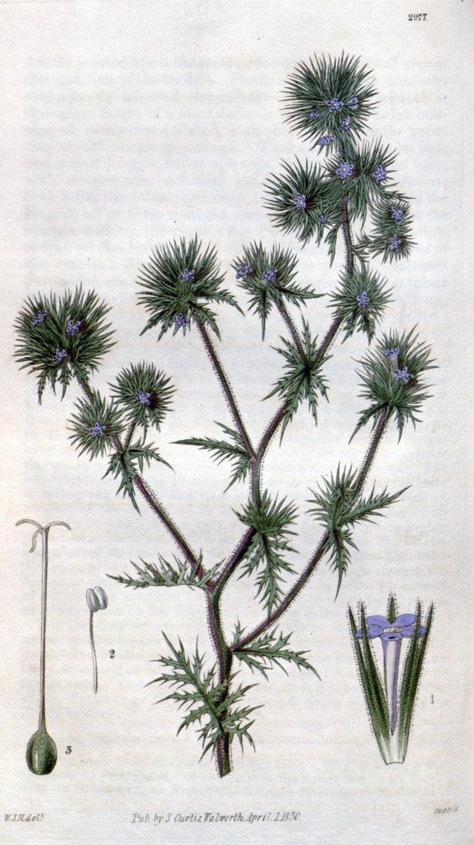 Curtis's botanical magazine. London ;New York [etc.] :Academic Press [etc.]. | Botany Periodicals "Pictorial works"  | Vintage Print Reproduction 457014