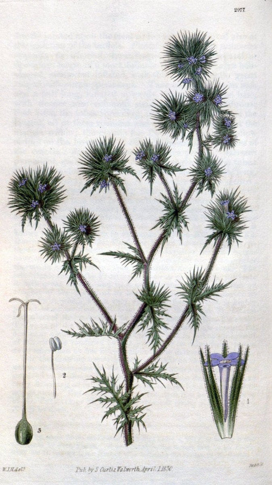 Curtis's botanical magazine. London ;New York [etc.] :Academic Press [etc.]. | Botany Periodicals "Pictorial works"  | Vintage Print Reproduction 457014