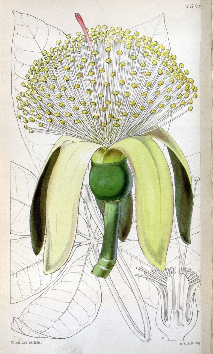 Curtis's botanical magazine. London ;New York [etc.] :Academic Press [etc.]. | Botany Periodicals "Pictorial works"  | Vintage Print Reproduction 457015