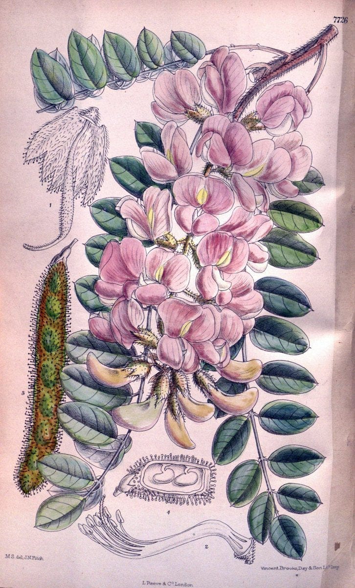 Curtis's botanical magazine. London ;New York [etc.] :Academic Press [etc.]. | Botany Periodicals "Pictorial works"  | Vintage Print Reproduction 457016