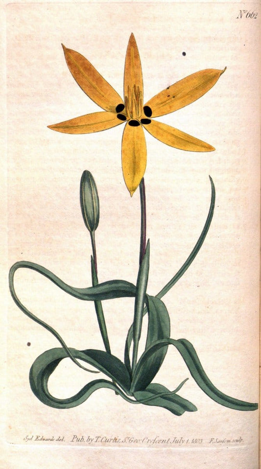 Curtis's botanical magazine. London ;New York [etc.] :Academic Press [etc.]. | Botany Periodicals "Pictorial works"  | Vintage Print Reproduction 457017