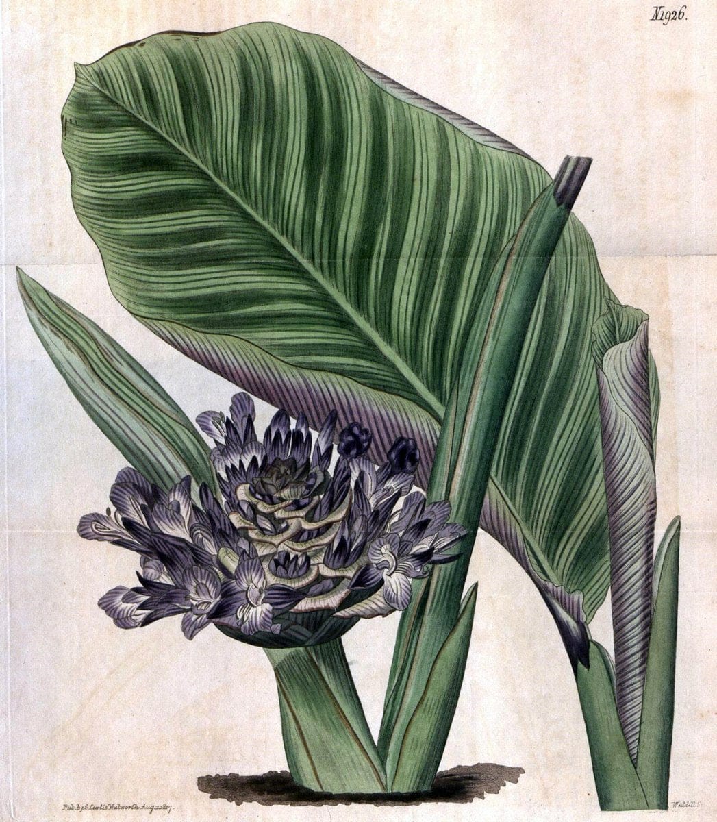 Curtis's botanical magazine. London ; New York [etc.] :Academic Press [etc.]. | "Botanical illustration" Botany Periodicals "Pictorial works" "Plants, Ornamental"  | Vintage Print Reproduction 457018