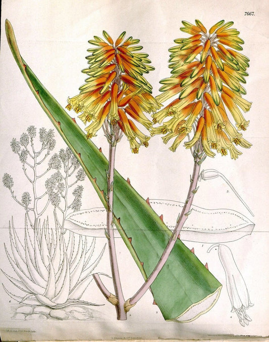 Curtis's botanical magazine. London ; New York [etc.] :Academic Press [etc.]. | "Botanical illustration" Botany Periodicals "Pictorial works" "Plants, Ornamental"  | Vintage Print Reproduction 457019