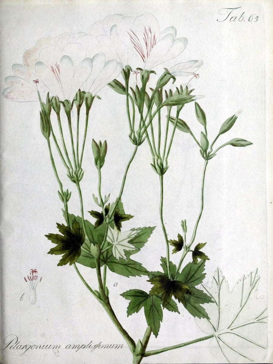 Collectio plantarum tam exoticarum, quam indigenarum, cum delineatione, descriptione cul | Botany | Vintage Print Reproduction 457020