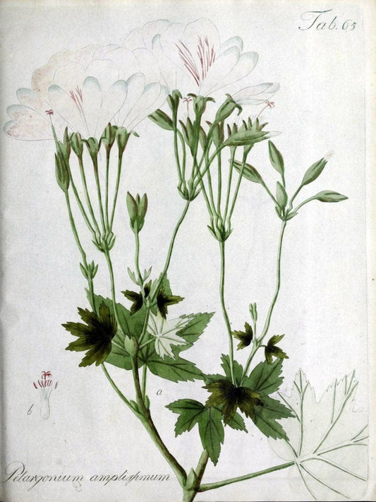 Collectio plantarum tam exoticarum, quam indigenarum, cum delineatione, descriptione cul | Botany | Vintage Print Reproduction 457020
