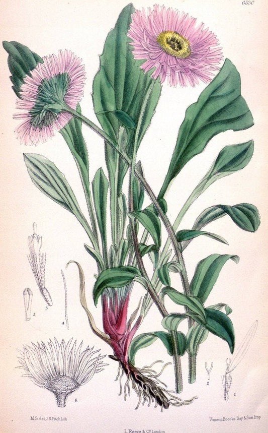 Curtis's botanical magazine. London ; New York [etc.] :Academic Press [etc.]. | "Botanical illustration" Botany Periodicals "Pictorial works" "Plants, Ornamental"  | Vintage Print Reproduction 457021