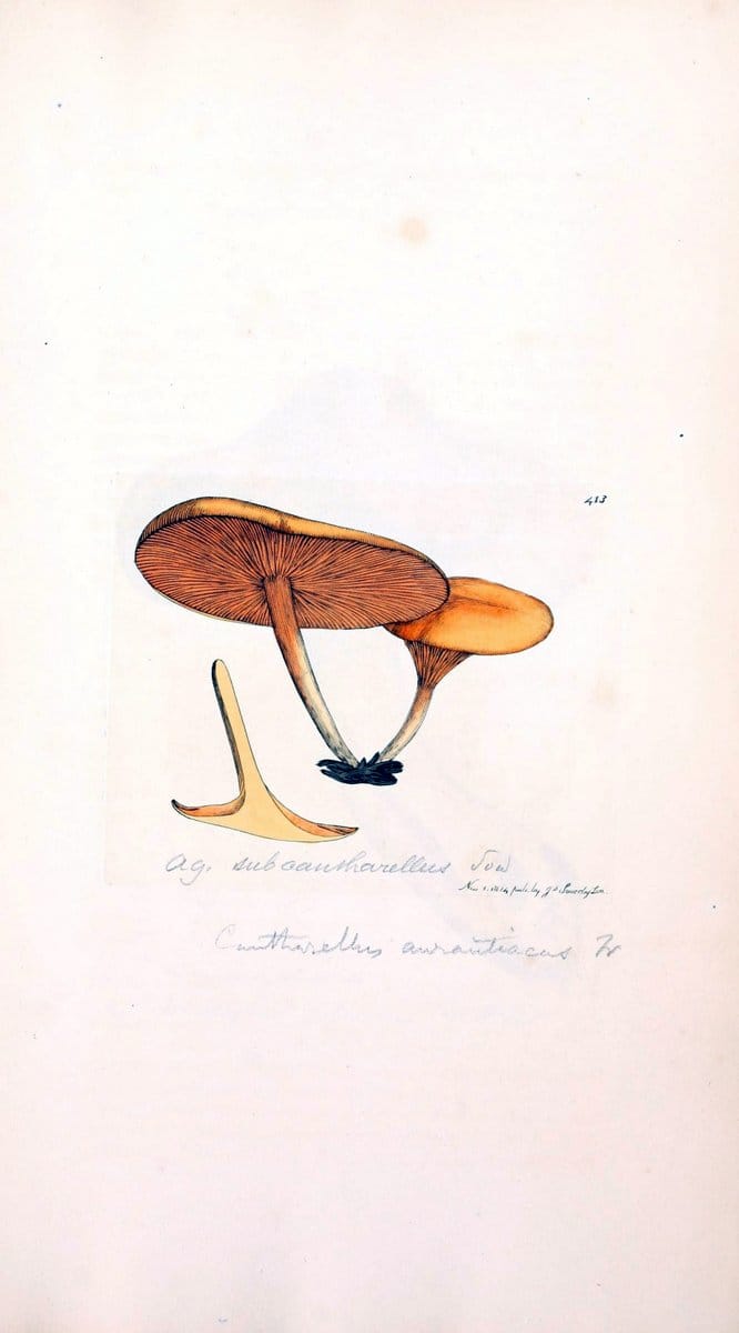 Coloured figures of English fungi or mushrooms. London,Printed by J. Davis,1797-[1809]. | England Mushrooms  | Vintage Print Reproduction 457023