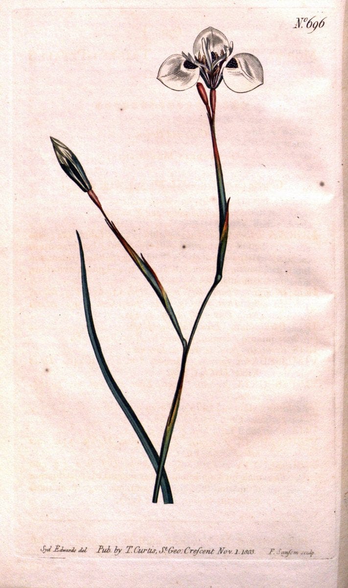 Curtis's botanical magazine..London ;New York [etc.] :Academic Press [etc.]. |  | Vintage Print Reproduction 457024