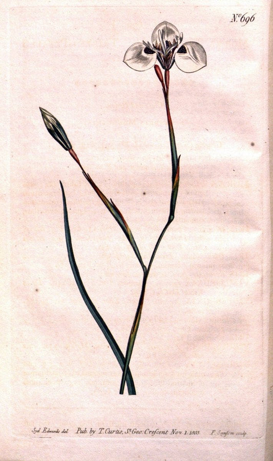 Curtis's botanical magazine..London ;New York [etc.] :Academic Press [etc.]. |  | Vintage Print Reproduction 457024