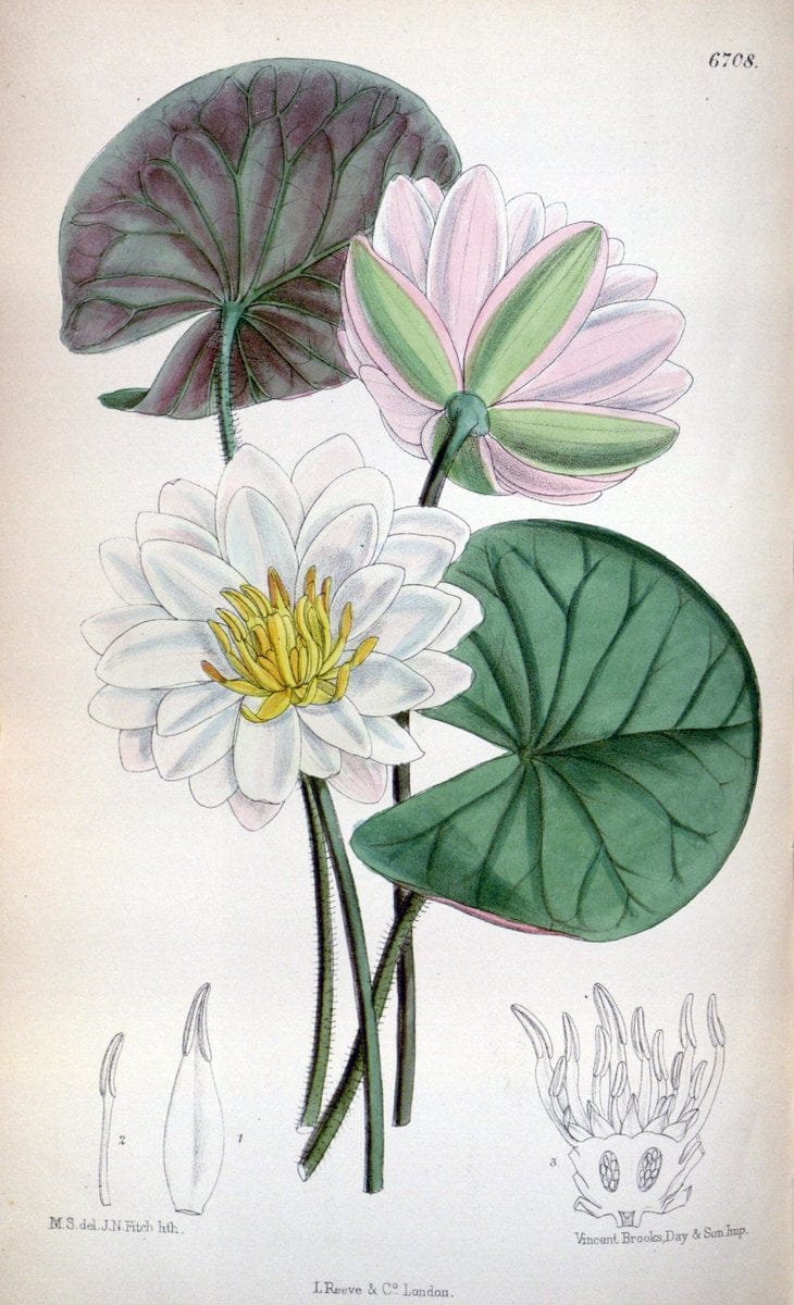 Curtis's botanical magazine. London ; New York [etc.] :Academic Press [etc.]. | "Botanical illustration" Botany Periodicals "Pictorial works" "Plants, Ornamental"  | Vintage Print Reproduction 457025