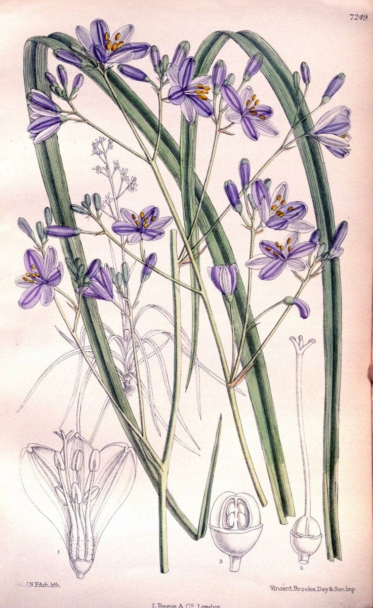 Curtis's botanical magazine. London ; New York [etc.] :Academic Press [etc.]. | "Botanical illustration" Botany Periodicals "Pictorial works" "Plants, Ornamental"  | Vintage Print Reproduction 457026