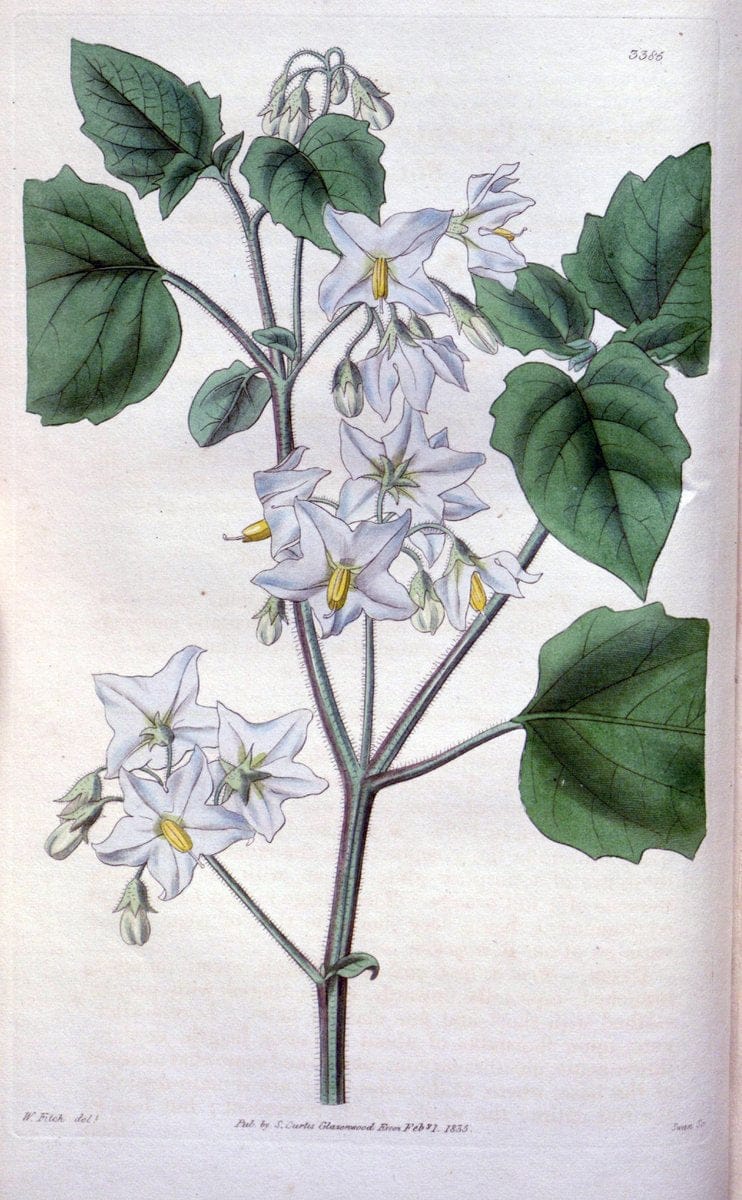 Curtis's botanical magazine. London ;New York [etc.] :Academic Press [etc.]. | Botany Periodicals "Pictorial works"  | Vintage Print Reproduction 457028