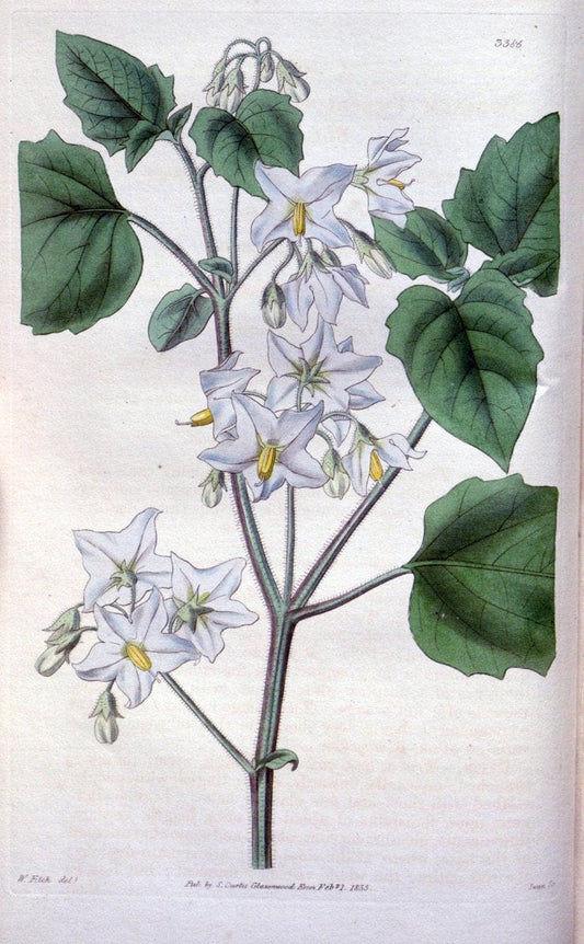 Curtis's botanical magazine. London ;New York [etc.] :Academic Press [etc.]. | Botany Periodicals "Pictorial works"  | Vintage Print Reproduction 457028