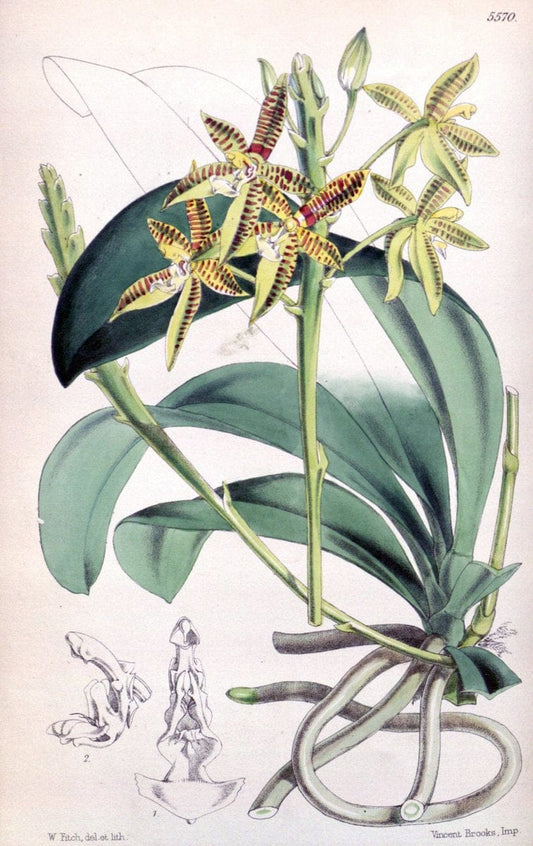Curtis's botanical magazine. London ; New York [etc.] :Academic Press [etc.]. | "Botanical illustration" Botany Periodicals "Pictorial works" "Plants, Ornamental"  | Vintage Print Reproduction 457029