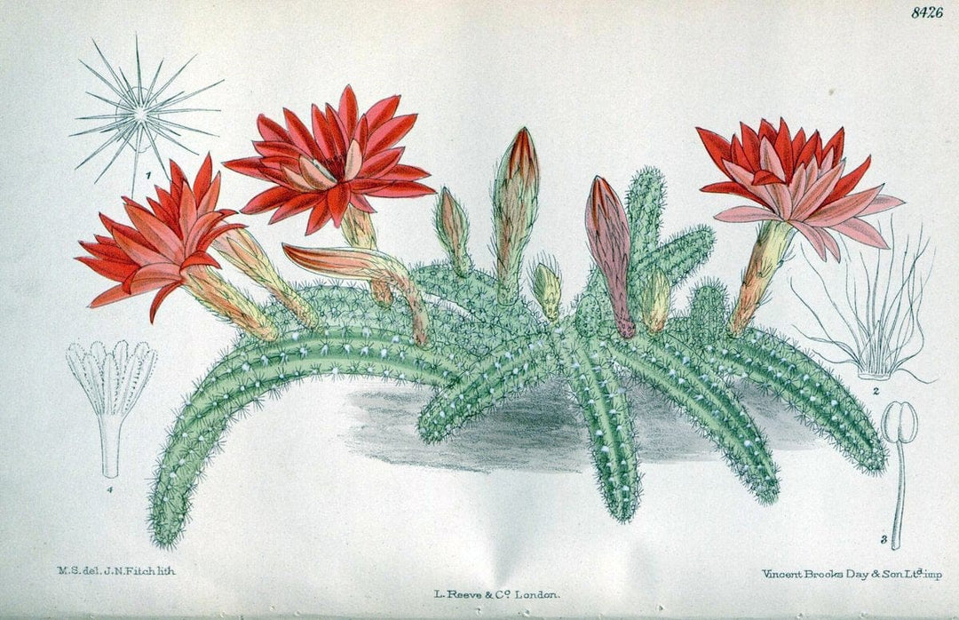 Curtis's botanical magazine. London ; New York [etc.] :Academic Press [etc.]. | "Botanical illustration" Botany Periodicals "Pictorial works" "Plants, Ornamental"  | Vintage Print Reproduction 457030