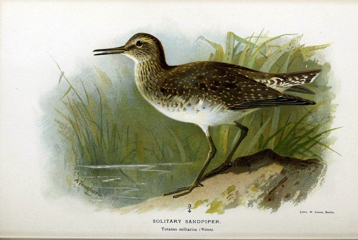 Coloured figures of the birds of the British Islands / issued by Lord Lilford. London :R | Birds "Great Britain" "Pictorial works"  | Vintage Print Reproduction 457031