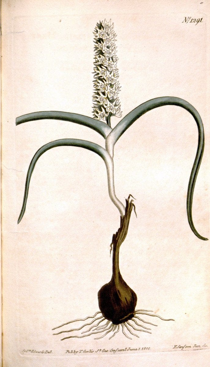 Curtis's botanical magazine. London ; New York [etc.] :Academic Press [etc.]. | "Botanical illustration" Botany Periodicals "Pictorial works" "Plants, Ornamental"  | Vintage Print Reproduction 457033