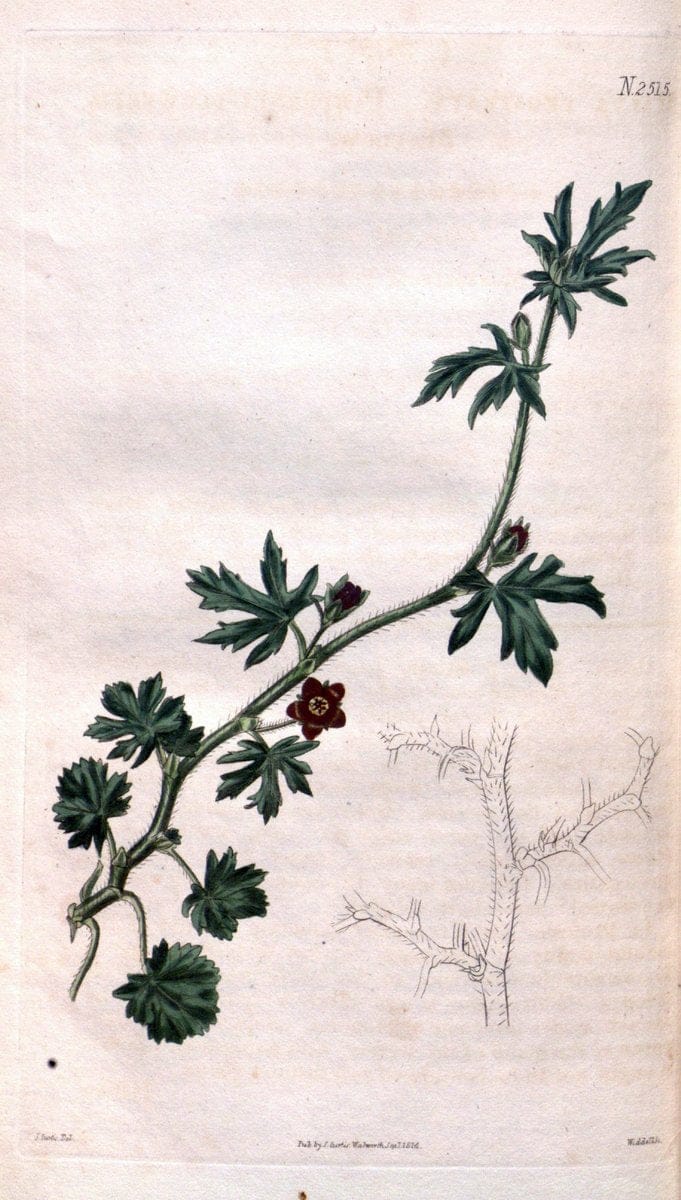 Curtis's botanical magazine. London ; New York [etc.] :Academic Press [etc.]. | "Botanical illustration" Botany Periodicals "Pictorial works" "Plants, Ornamental"  | Vintage Print Reproduction 457034