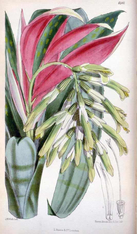 Curtis's botanical magazine. London ; New York [etc.] :Academic Press [etc.]. | "Botanical illustration" Botany Periodicals "Pictorial works" "Plants, Ornamental"  | Vintage Print Reproduction 457035